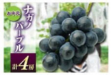お中元ナガノパープル4房　県内共通返礼品:かすみがうら市産 (BR169)
