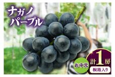 お中元桐箱入りナガノパープル1房　県内共通返礼品:かすみがうら市産 (BR170)