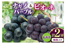 お中元桐箱入りナガノパープル1房・ピオーネ1房　県内共通返礼品:かすみがうら市産 (BR172)