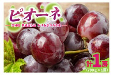 ピオーネ700g×1房　県内共通返礼品かすみがうら市産 (BR178)
