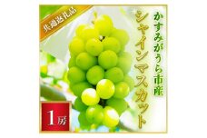 ＜2025年7月より順次発送予定＞シャインマスカット　1房(県内共通返礼品:かすみがうら市産) (BR041)