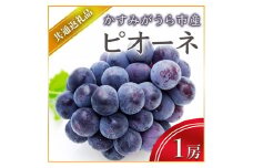 ＜2025年7月上旬より順次発送予定＞ピオーネ　1房(県内共通返礼品:かすみがうら市産) (BR043)