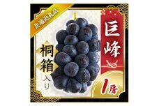 ＜2025年7月より順次発送予定＞巨峰　桐箱入り1房(県内共通返礼品:かすみがうら市産) (BR065)