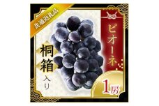 ＜2025年7月より順次発送予定＞ピオーネ　桐箱入り1房(県内共通返礼品:かすみがうら市産) (BR068)