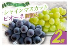 7月より順次発送予定　シャインマスカットとピオーネ桐箱入り2房(県内共通返礼品:かすみがうら市産) (BR073)