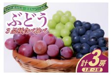 ＜2025年8月より順次発送予定＞ぶどう3品種食べ比べ(県内共通返礼品:かすみがうら市産) (BR074)