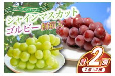 9月より順次発送予定　シャインマスカットとゴルビー桐箱入り2房(県内共通返礼品:かすみがうら市産) (BR078)