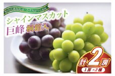 7月より順次発送予定　シャインマスカットと巨峰　桐箱入り2房(県内共通返礼品:かすみがうら市産) (BR079)