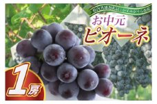 お中元　ピオーネ1房(県内共通返礼品:かすみがうら市産) (BR080)