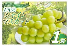 お中元　シャインマスカット1房(県内共通返礼品:かすみがうら市産) (BR081)
