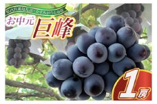 お中元　巨峰1房(県内共通返礼品:かすみがうら市産) (BR082)