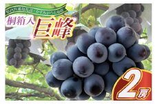 ＜2025年8月より順次発送予定＞巨峰　桐箱入り2房(県内共通返礼品:かすみがうら市産) (BR097)