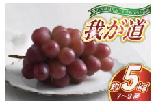 ＜2025年9月より順次発送予定＞我が道　約5キロ　7～9房(県内共通返礼品:かすみがうら市産) (BR100)