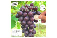 新品種　シャインマスカットの子どもたち食べ比べ　3～4房(計約2kg) (BB003)