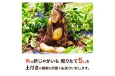 秋の新じゃがいも　「デジマ」5kg (BJ020)