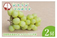 【先行予約】【お中元】シャインマスカット2房（茨城県共通返礼品：かすみがうら市）（CD178）