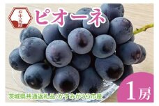 【先行予約】【お中元】ピオーネ1房（茨城県共通返礼品：かすみがうら市）（CD179）