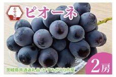 【先行予約】【お中元】ピオーネ2房（茨城県共通返礼品：かすみがうら市）（CD180）