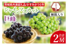 【先行予約】【お中元】シャインマスカットと巨峰 桐箱入り 2房（茨城県共通返礼品：かすみがうら市）（CD187）