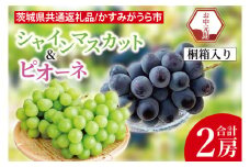 【先行予約】【お中元】シャインマスカットとピオーネ 桐箱入り 2房（茨城県共通返礼品：かすみがうら市）（CD188）