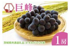 【先行予約】【お中元】巨峰1房（茨城県共通返礼品：かすみがうら市）｜ぶどう ブドウ 贈答品（CD175）