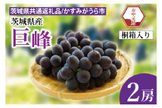 【先行予約】【お中元】巨峰 桐箱入り 2房（茨城県共通返礼品：かすみがうら市）（CD182）