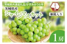 【先行予約】【お中元】シャインマスカット 桐箱入り 1房（茨城県共通返礼品：かすみがうら市）（CD183）