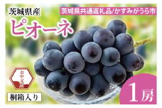 【先行予約】【お中元】ピオーネ 桐箱入り 1房（茨城県共通返礼品：かすみがうら市）（CD185）