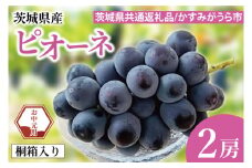 【先行予約】【お中元】ピオーネ 桐箱入り 2房（茨城県共通返礼品：かすみがうら市）（CD186）