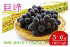 【先行予約】【2025年7月より発送開始】巨峰 3kg(5〜6房)（茨城県共通返礼品：かすみがうら市産）｜ぶどう 巨峰 果物 フルーツ くだもの 共通返礼品 先行予約 数量限定 茨城県 かすみがうら市産 大子町(CD158)