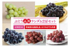 【先行予約】【2025年8月より発送開始】【3ヶ月定期便】ぶどう 品種ランダム2房セット （茨城県共通返礼品：かすみがうら市産）｜ぶどう 果物 フルーツ くだもの 定期便 フルーツ定期便 共通返礼品 先行予約 数量限定 茨城県 かすみがうら市産 大子町(CD155)