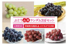 【先行予約】【2025年8月より発送開始】【3ヶ月定期便】ぶどう 品種ランダム3房セット （茨城県共通返礼品：かすみがうら市産）｜ぶどう 果物 フルーツ くだもの 定期便 フルーツ定期便 共通返礼品 先行予約 数量限定 茨城県 かすみがうら市産 大子町(CD156)