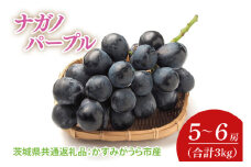 【先行予約】【2025年7月より発送開始】ナガノパープル 3kg(5〜6房)（茨城県共通返礼品：かすみがうら市産）｜ぶどう ナガノパープル 果物 フルーツ くだもの 共通返礼品 先行予約 数量限定 茨城県 かすみがうら市産 大子町(CD160)