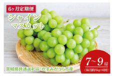 【先行予約】【2025年8月より発送開始】【6ヶ月定期便】6か月連続 シャインマスカット　毎月約5kg  (7〜9房）（茨城県共通返礼品：かすみがうら市産）｜シャインマスカット マスカット ぶどう 果物 フルーツ くだもの 定期便 フルーツ定期便 共通返礼品 先行予約 数量限定 茨城県 かすみがうら市産 大子町(CD150)
