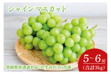 【先行予約】【2025年7月より発送開始】シャインマスカット 3kg(5〜6房)（茨城県共通返礼品：かすみがうら市産）｜シャインマスカット マスカット ぶどう 果物 フルーツ くだもの 共通返礼品 先行予約 数量限定 茨城県 かすみがうら市産 大子町(CD161)