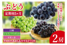 【先行予約】【2025年8月より発送開始】【5ヶ月定期便】ぶどうの定期便5か月　500g×2房（茨城県共通返礼品：かすみがうら市産）｜ぶどう 果物 フルーツ くだもの 定期便 フルーツ定期便 共通返礼品 先行予約 数量限定 茨城県 かすみがうら市産 大子町(CD152)