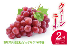 【先行予約】【2025年9月より発送開始】クインニーナ 500g×2房（茨城県共通返礼品：かすみがうら市産）|葡萄 ぶどう ブドウ 果物 くだもの フルーツ 数量限定 かすみがうら市産 共通返礼品 茨城県 大子町（CD163）