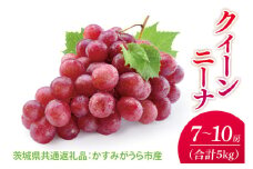 【先行予約】【2025年9月より発送開始】クインニーナ 5kg（7〜10房）（茨城県共通返礼品：かすみがうら市産）|葡萄 ぶどう ブドウ 果物 くだもの フルーツ 数量限定 かすみがうら市産 共通返礼品 茨城県 大子町(CD162)
