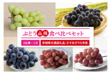 【先行予約】【2025年9月より発送開始】ぶどう2品種食べ比べ 各1房ずつ（茨城県共通返礼品：かすみがうら市産）|葡萄 ぶどう ブドウ 果物 くだもの フルーツ 数量限定 かすみがうら市産 共通返礼品 茨城県 大子町（CD170）