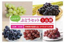 【先行予約】【2025年9月より発送開始】おまかせ！ぶどうセット 5品種×各2房（茨城県共通返礼品：かすみがうら市産）|葡萄 ぶどう ブドウ 果物 くだもの フルーツ シャインマスカット ピオーネ 巨峰 我が道 ゴルビー 数量限定 かすみがうら市産 共通返礼品 茨城県 大子町（CD171）