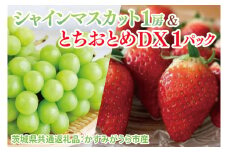 【先行予約】【2025年12月より順次発送】シャインマスカット1房ととちおとめDX1パック（茨城県共通返礼品：かすみがうら市産）｜マスカット とちおとめ イチゴ 苺 フルーツ 果物 くだもの セット 数量限定 茨城県 大子町（CD135）