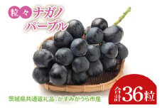 【先行予約】【2025年8月より発送開始】粒々ぶどう36粒ナガノパープル（茨城県共通返礼品：かすみがうら市産）|葡萄 ぶどう ブドウ 果物 くだもの フルーツ ナガノパープル 数量限定 かすみがうら市産 共通返礼品 茨城県 大子町（CD165）