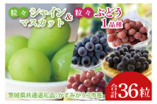 【先行予約】【2025年8月より発送開始】粒々ぶどう36粒シャインマスカットとぶどう1品種（茨城県共通返礼品：かすみがうら市産）|葡萄 ぶどう ブドウ 果物 くだもの フルーツ シャインマスカット 数量限定 かすみがうら市産 共通返礼品 茨城県 大子町（CD168）
