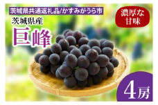 【先行予約】巨峰 4房（茨城県共通返礼品：かすみがうら市産）※2025年8月初旬～2025年10月下旬頃に順次発送予定（CD021）