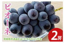 【先行予約】ピオーネ 2房（茨城県共通返礼品：かすみがうら市産）　※2025年9月初旬～2025年10月下旬頃に順次発送予定（CD029）