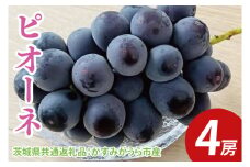 【先行予約】ピオーネ 4房（茨城県共通返礼品：かすみがうら市産）　※2025年9月初旬～2025年10月下旬頃に順次発送予定（CD030）