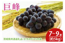【先行予約】巨峰 約5kg 7～9房（茨城県共通返礼品：かすみがうら市産）　※2025年8月初旬～2025年10月下旬頃に順次発送予定（CD034）