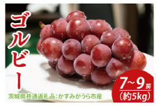 【先行予約】ゴルビー 約5kg 7～9房（茨城県共通返礼品：かすみがうら市産）　※2025年9月初旬～2025年10月下旬頃に順次発送予定（CD036）