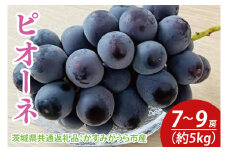 【先行予約】ピオーネ 約5kg 7～9房（茨城県共通返礼品：かすみがうら市産）　※2025年9月初旬～2025年10月下旬頃に順次発送予定（CD037）
