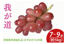 【先行予約】我が道 約5kg 7～9房（茨城県共通返礼品：かすみがうら市産）　※2025年9月初旬～2025年10月下旬頃に順次発送予定（CD038）